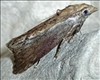 1425 (62.006)<br>Galleria mellonella